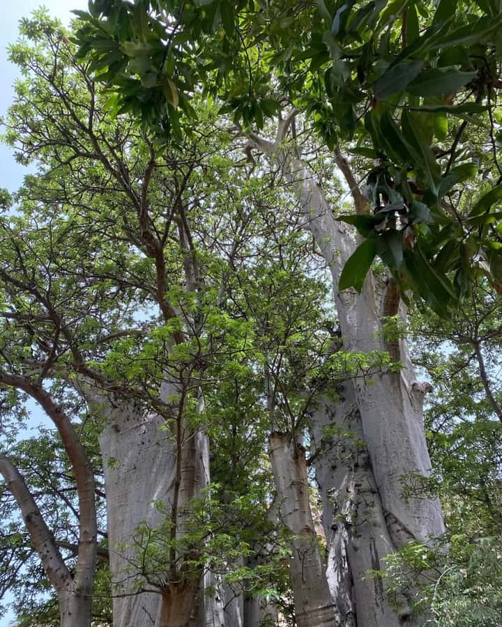 Praia: Baobab Mysterious Tree, Green Valley & Old City Hike - The first descent is the toughest part
