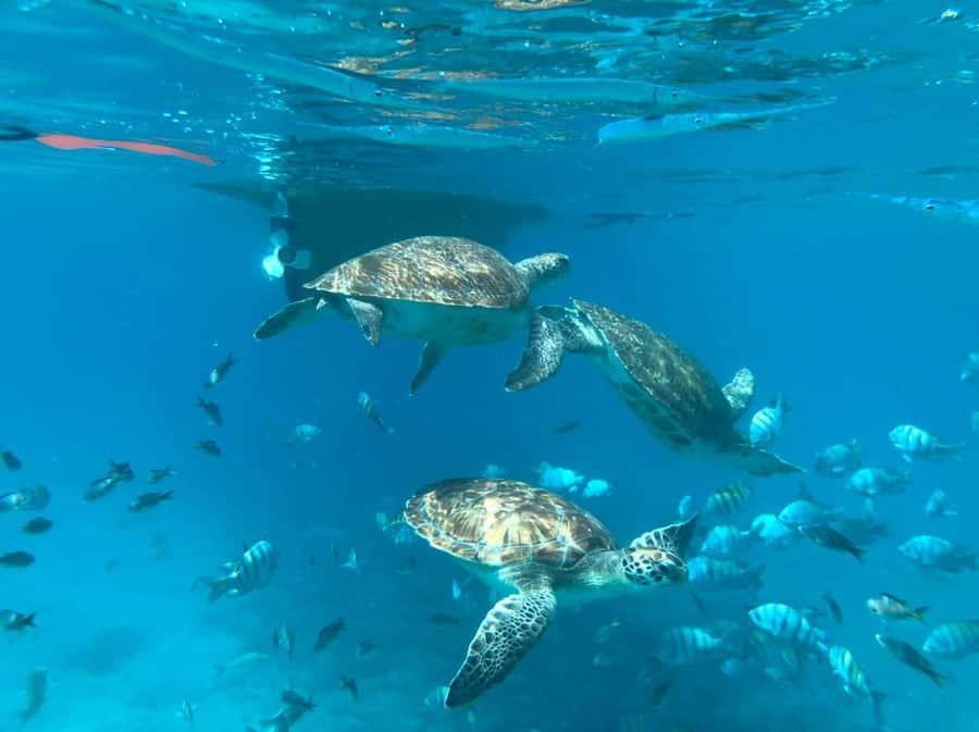 Private Snorkel Experience with Sea Turtle for Cruisers - São Pedro and the Short Boat Ride
