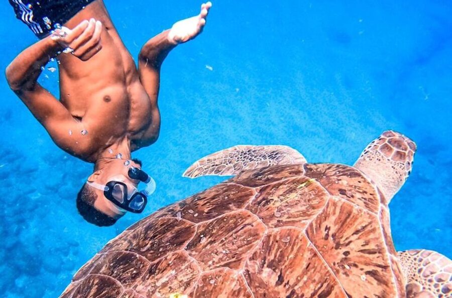 Private Snorkel Experience with Sea Turtle for Cruisers - Is $117 a Fair Price?