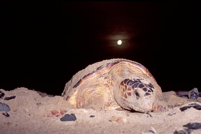 Private Turtle Watching Experience - Key points before you book