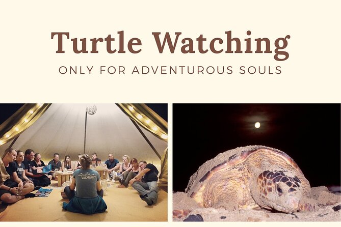 Private Turtle Watching Experience - The night sky is part of the show