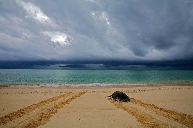 Private Turtle Watching Experience - How good is the value at $110.51?