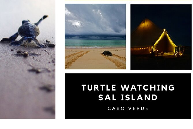 Private Turtle Watching Experience - The private glamping tent on the beach