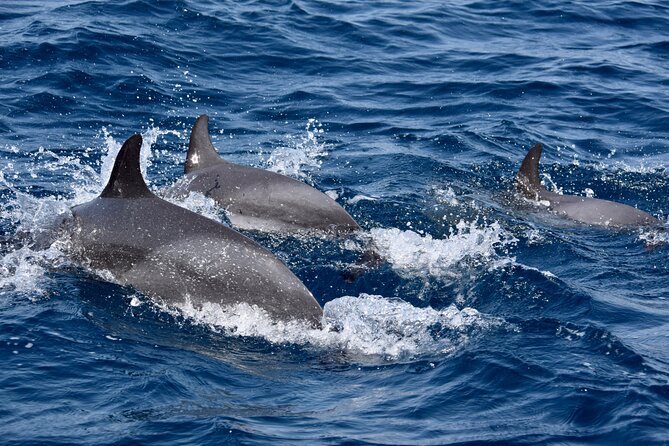 Sailing yacht half day- with Cape Verde Sailing - Who will enjoy this sailing trip most