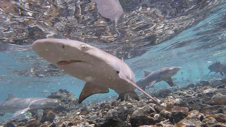 Sal: All-Inclusive Salt Lake, Blue Eye and Shark Bay Tour - Who will enjoy this Sal excursion