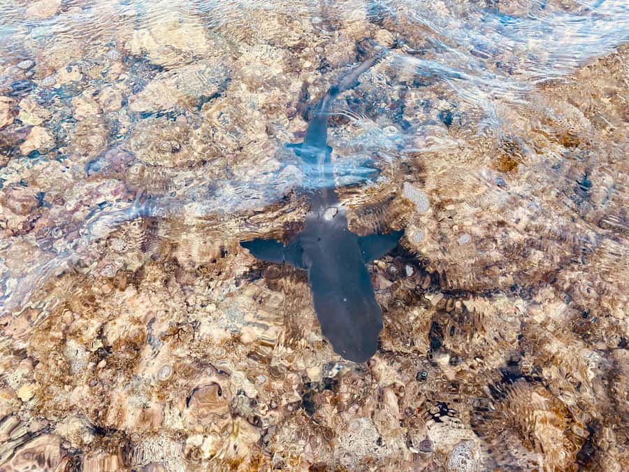 Sal: All inclusive Salt Lake, Natural pools and Shark Bay - What to bring and how to prepare