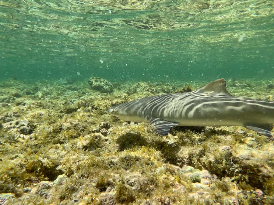 Sal Discovery: A Guided Small Group Island Tour - Murdeira Bay sets the geological stage