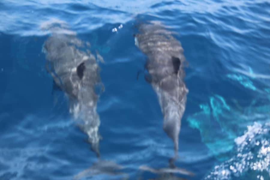 Sal Island: Catamaran cruises on Sal Island - Key points to know before booking