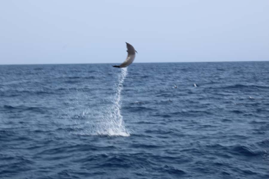 Sal Island: Catamaran cruises on Sal Island - The boat, the timing, and the practical feel