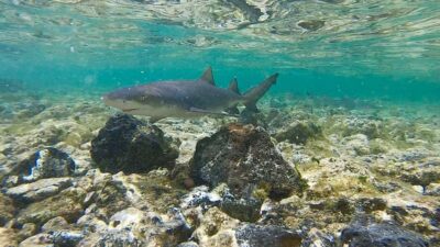 Island Experience Tour with a Certified Local Guide