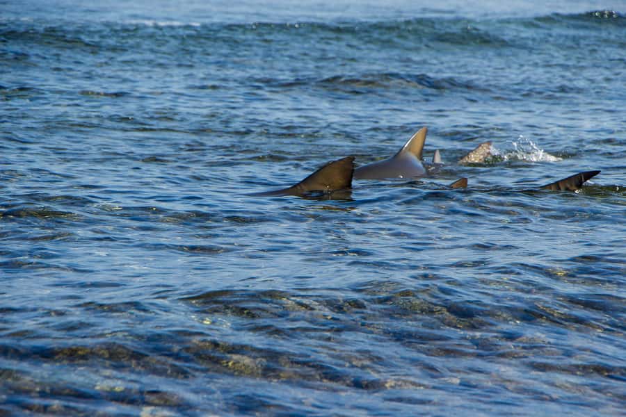 Sal island : Full day excursion Salinas, Shark Bay, Blue Eye - What this Sal island tour is really like