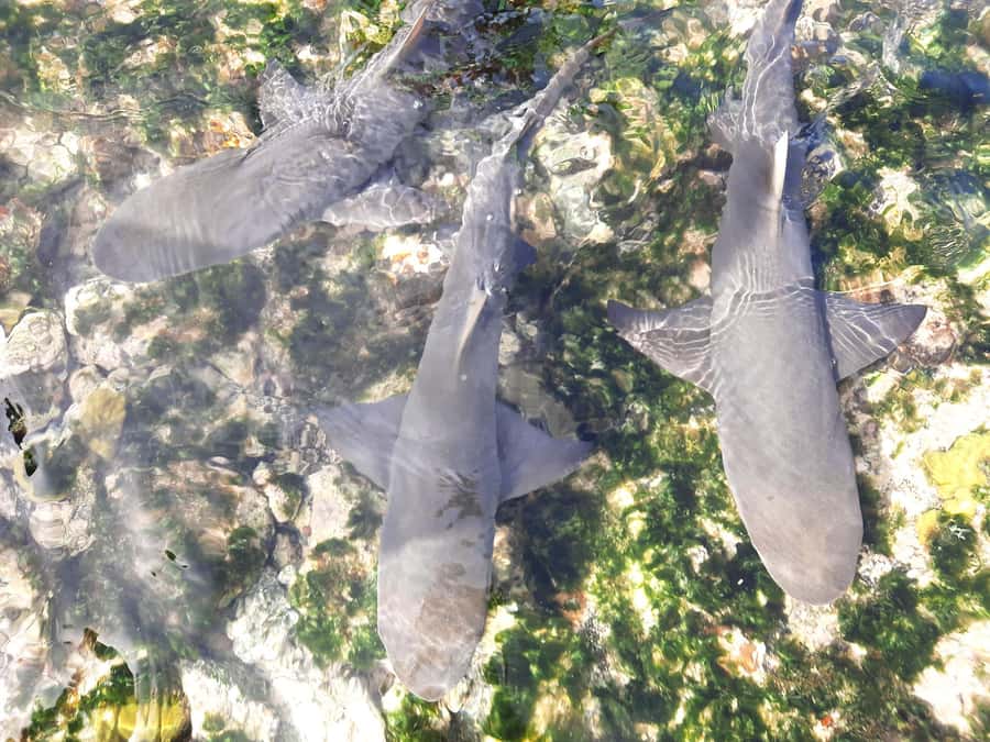Sal Island: Private Shark Watching & Floating Experience - Shark Bay and the lemon sharks