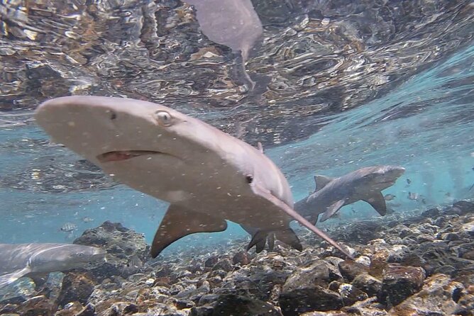 Sal island: Salt Lake Tour, Shark bay & Pedra de Lume Village - Guide Style, Group Size, and Personal Attention