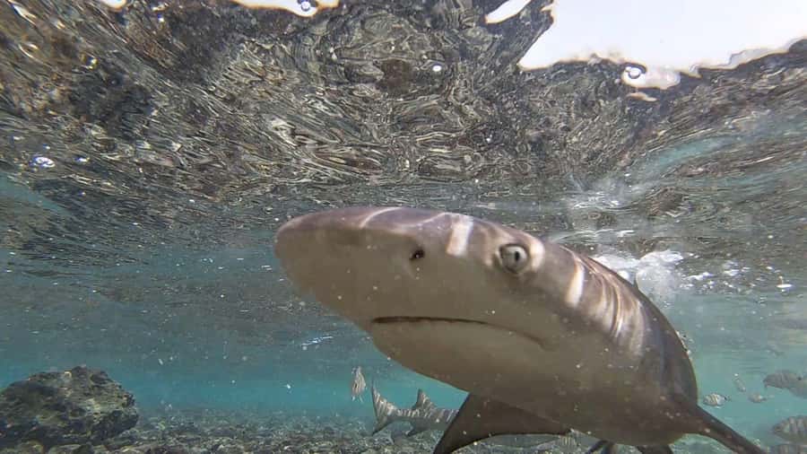 Sal Island: Shark Bay Experience from Santa Maria - Key things to know before you book