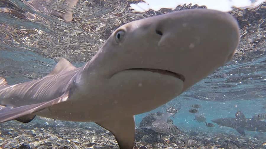 Sal Island: Shark Bay Experience from Santa Maria - Arriving at the lemon shark rookery
