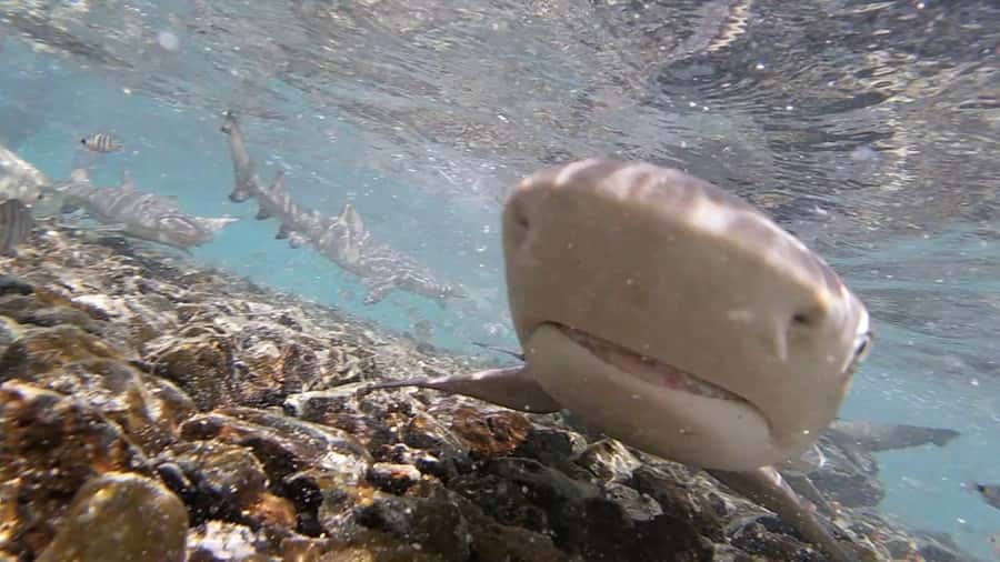 Sal Island: Shark Bay Experience from Santa Maria - What the 60-minute shark session is really like