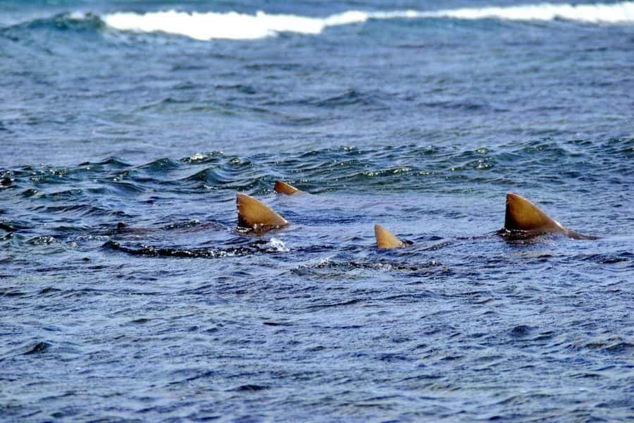 Sal Island: Shark Bay Experience from Santa Maria - Beach viewing or standing in the water?