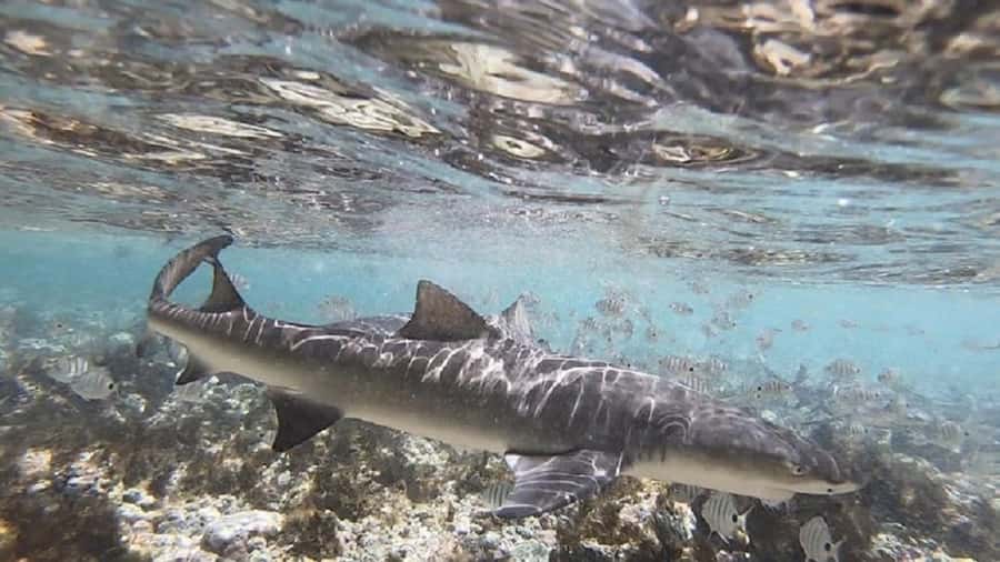 Sal Island: Shark Bay Experience from Santa Maria - The guides are a big part of the value