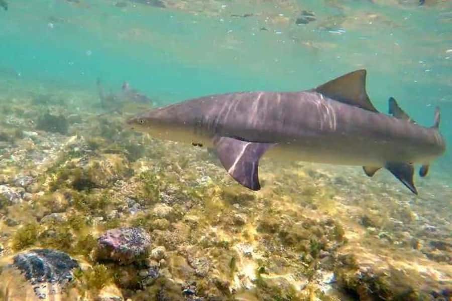 Sal Island: Shark Bay Experience from Santa Maria - Is $35 a fair price?