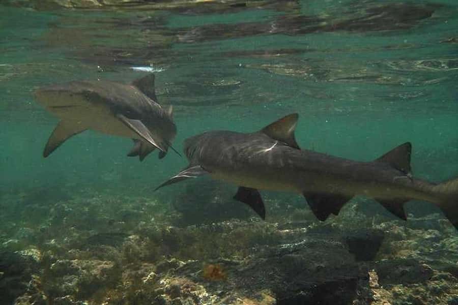 Sal Island: Shark Bay Experience from Santa Maria - Timing, weather, and what to pack