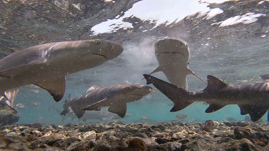 Sal Island: Shark Bay Experience from Santa Maria - From your hotel to Sal’s east coast