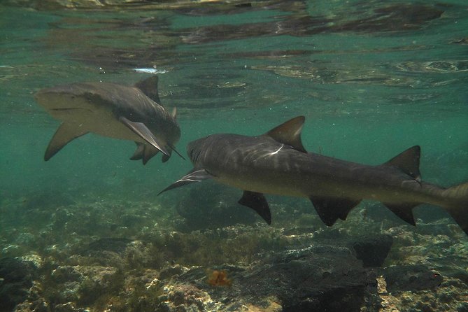 Sal Island: Shark Bay Shark Watching Experience from Santa Maria - Key points to know before booking