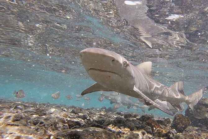 Sal Island: Shark Bay Shark Watching Experience from Santa Maria - The 25-minute ride from Santa Maria