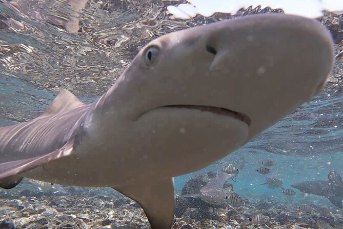 Sal Island: Shark Bay Shark Watching Experience from Santa Maria - Getting into the water safely