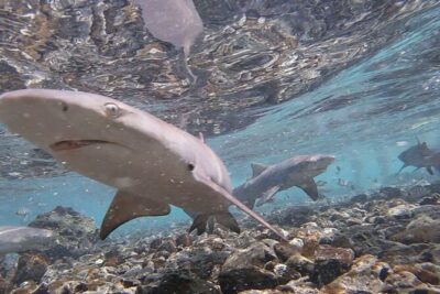 Shark Bay Shark Watching Experience from Santa Maria