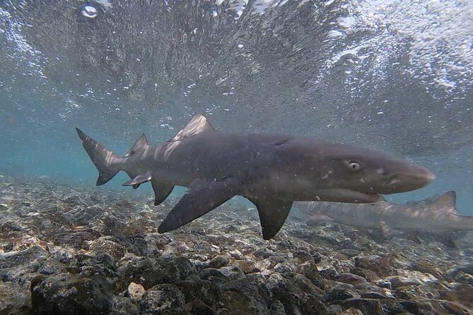 Sal Island: Shark Bay Shark Watching Experience from Santa Maria - Forty minutes, or possibly longer, with the sharks