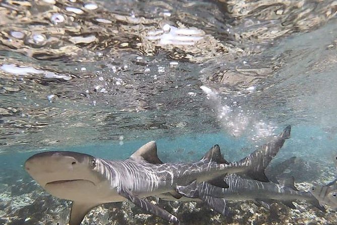 Sal Island: Shark Bay Shark Watching Experience from Santa Maria - How much value do you get for $34.89?