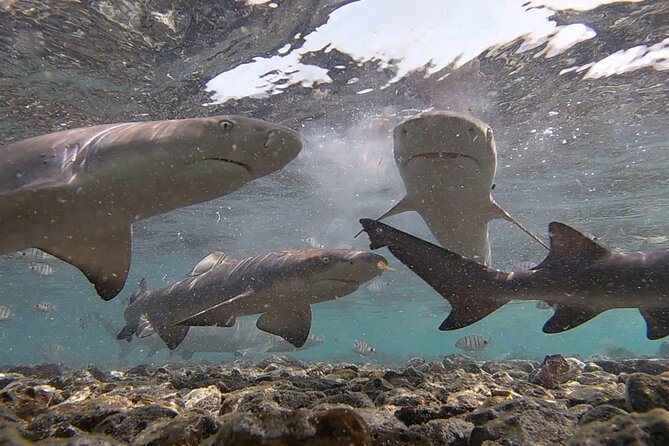 Sal Island: Shark Bay Shark Watching Experience from Santa Maria - Who will enjoy this most?