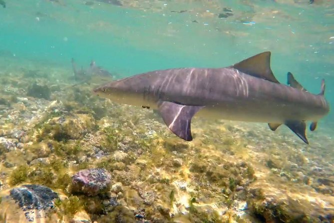 Sal Island: Shark Bay Shark Watching Experience from Santa Maria - Practical tips for a smoother visit