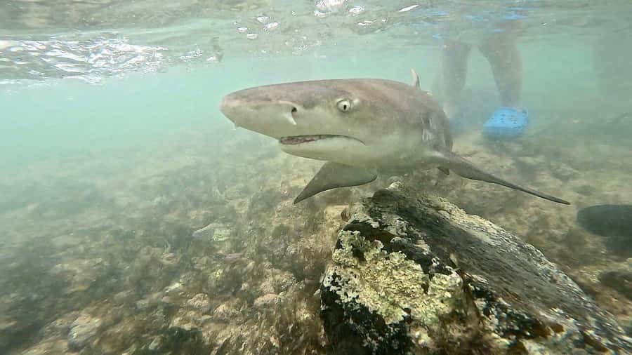 Sal Island tour: Blue Eye, Salt Lake, Sharks w/ Local Guide - Palmeira, grogue, and morabeza