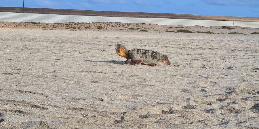 Sal Island: Turtle Watching Experience - Serra Negra and the wild beach below