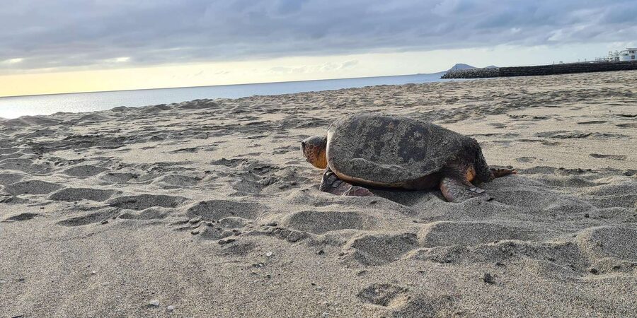 Sal Island: Turtle Watching Experience - Is $46 a fair price?