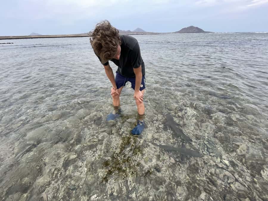 Sal: Lemon Shark Bay and Pedra de Lume Salt Lakes Tour - Reaching Shark Bay from your hotel