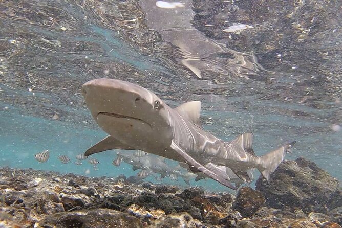 Sal Private Tour: All inclusive Salt Lake, Blue eye and Shark Bay - Buracona’s Blue Eye and the natural pool