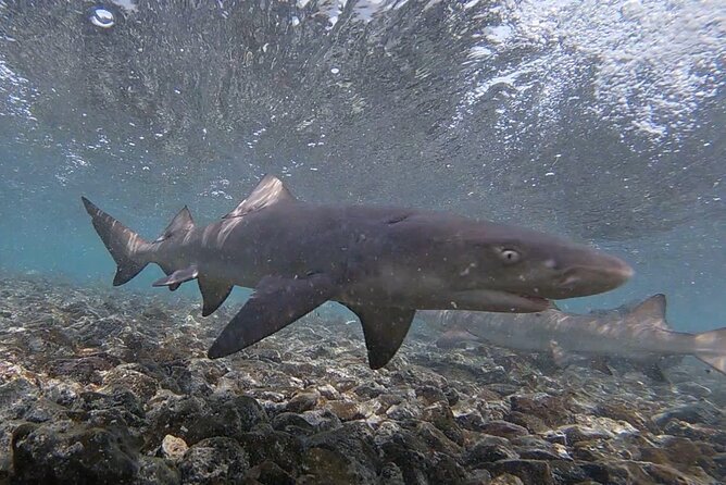 Sal Private Tour: All inclusive Salt Lake, Blue eye and Shark Bay - Floating at Pedra de Lume’s salt lake