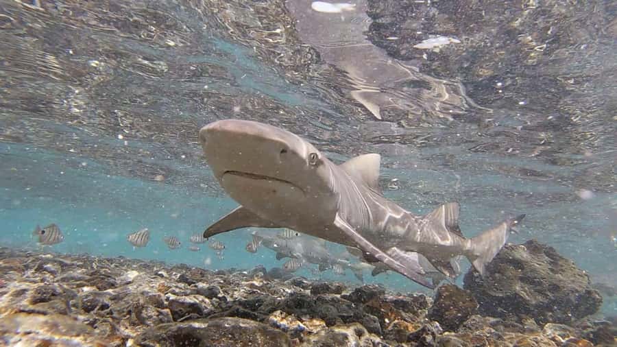 Sal: Private Tour Secrets of a native guide All-inclusive - Espargos, Sal’s practical center