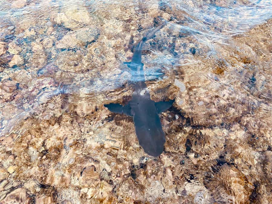 Sal: Salt Lake Tour, Shark Bay and Pedra de Lume Village - Should you book Sal’s Shark Bay and salt-lake tour?