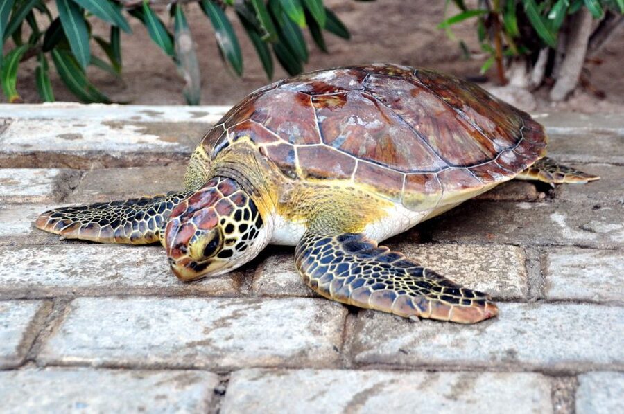 Sal: Turtle Nesting with professional local guide - Seeing 65 to 100 eggs laid in the sand