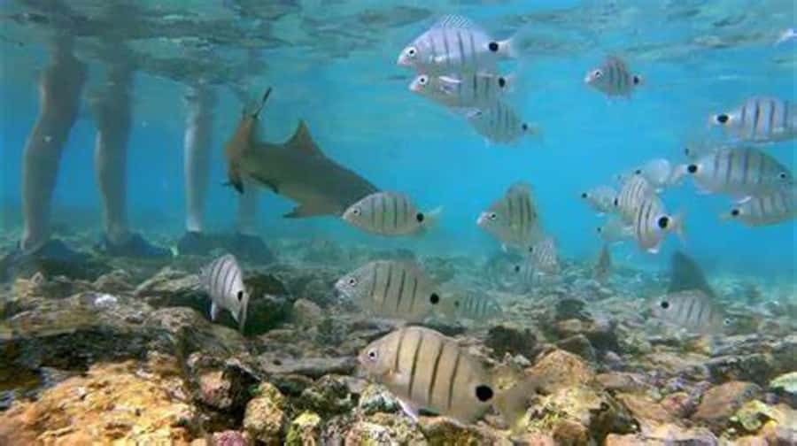Salt Pans & Lemon Sharks Experience - FAQ