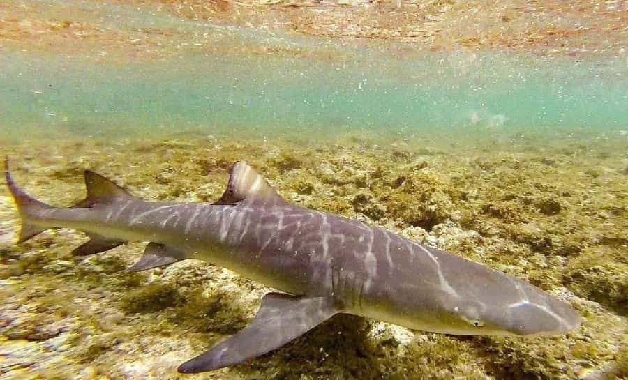 Salt Pans & Lemon Sharks Experience - Why Sal’s lemon sharks come so close