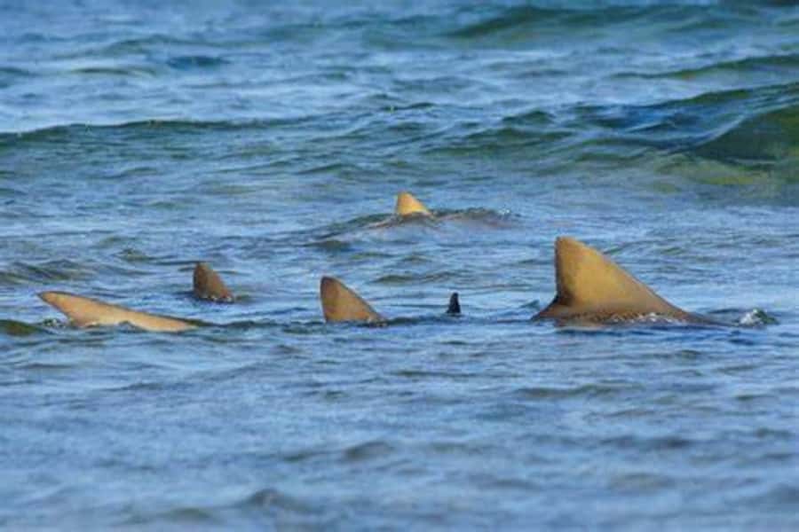 Salt Pans & Lemon Sharks Experience - What to pack for a salt-and-shark morning