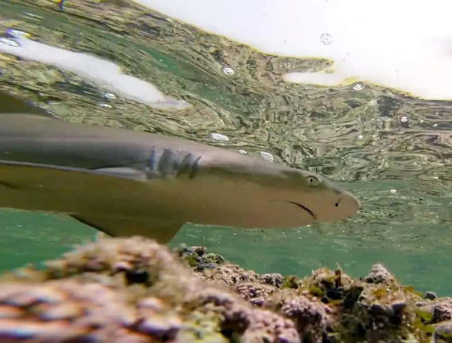 Salt Pans & Lemon Sharks Experience - A practical look at the three-hour schedule