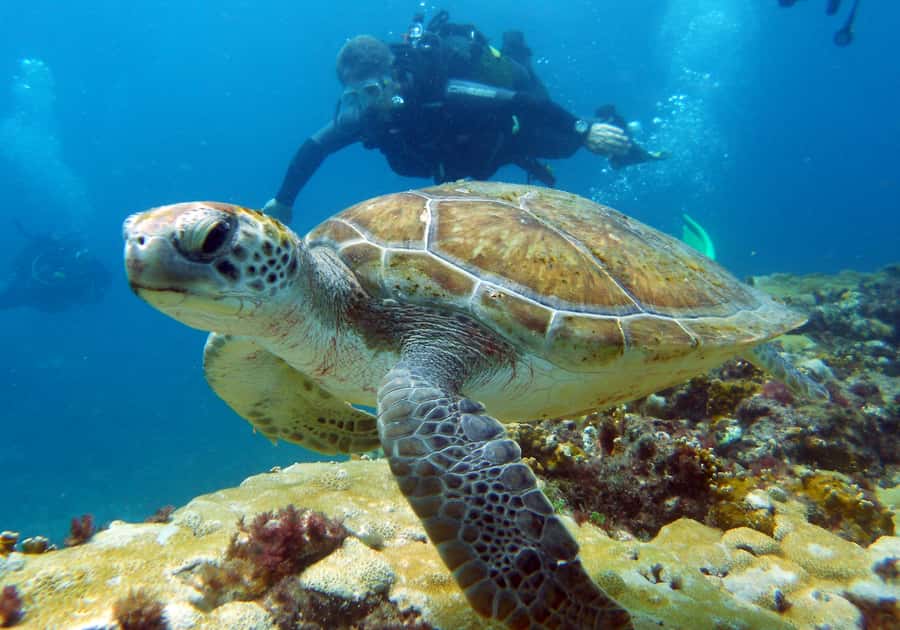 Santa Maria: Discover Scuba Diving - The afternoon boat outing in Santa Maria