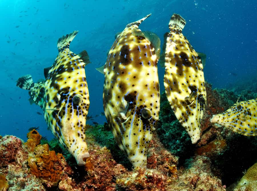 Santa Maria: Discover Scuba Diving - The morning lesson from 8:30 to 11:30