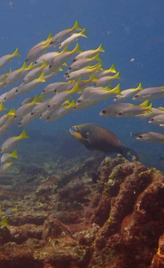 Santa Maria: Guided Snorkeling and Reef Tour - Getting ready at the Santa Maria meeting point