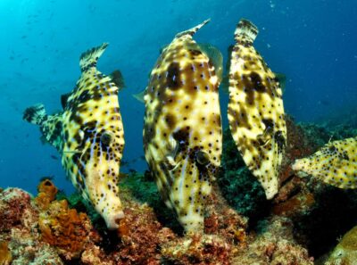 Guided Snorkeling and Reef Tour
